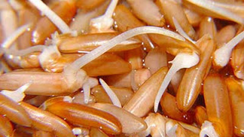 Gạo mầm Vibigaba - Phúc An Food - Công Ty TNHH Lương Thực Thực Phẩm Phúc An